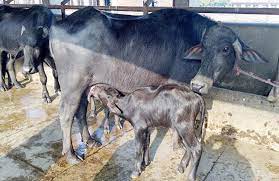 सुत्केरी भैंसीलाई दुई हजार भत्ता
