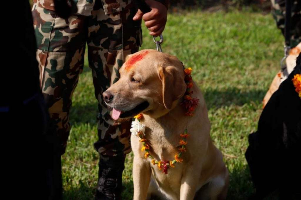 काठमाडौं महानगरका मेयर बालेन शाहले एनआरएनएलाई भने– विश्वभर ‘कुकुर तिहार’ मनाउन पहल गर्नोस्