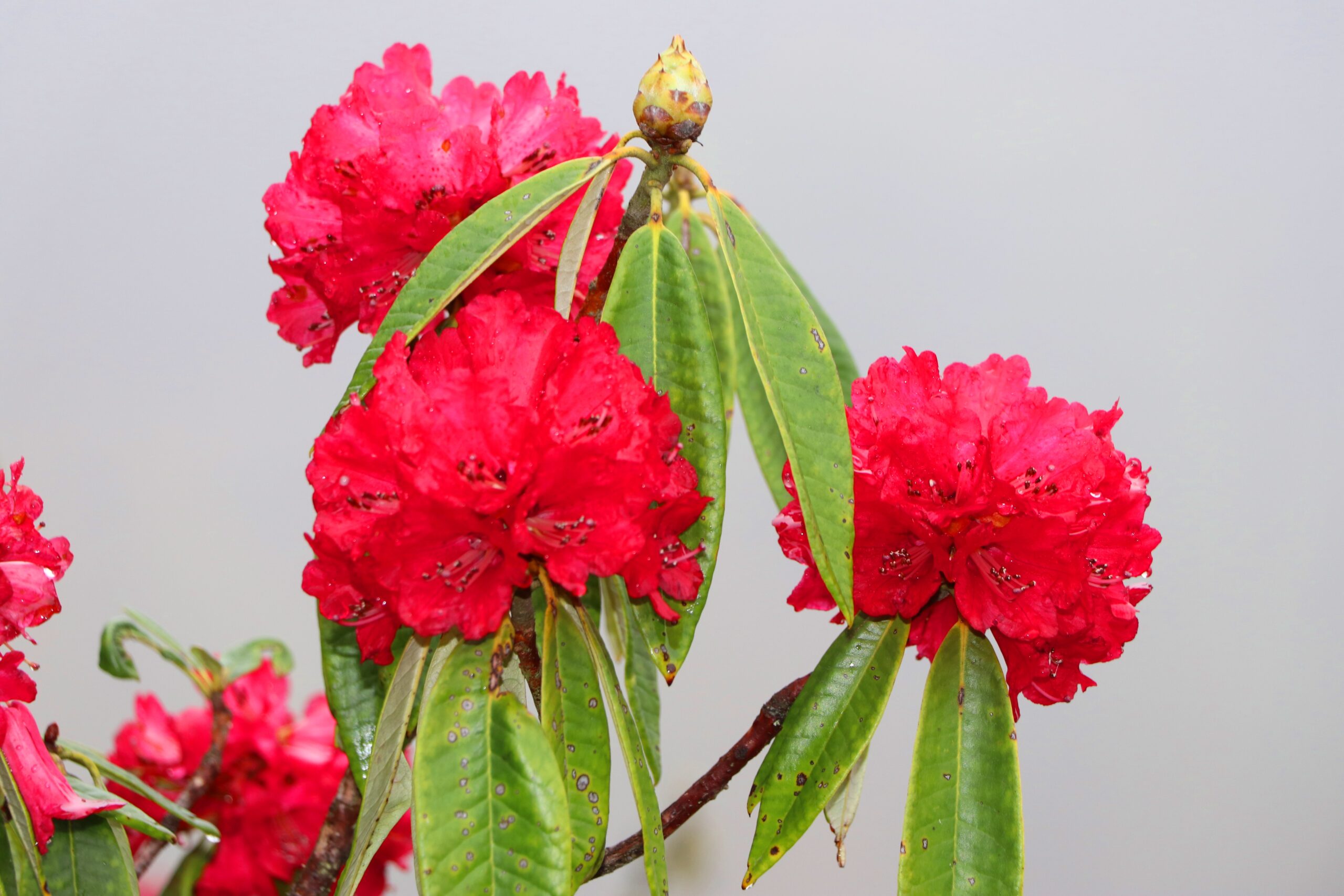 वनैभरि लालीगुराँस