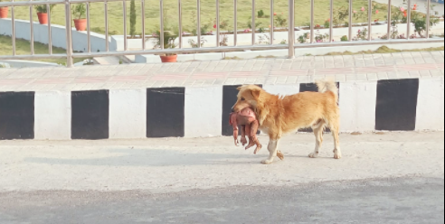 खोटाङमा कुकुरले मानव खप्परको कंकाल ल्याएपछि…