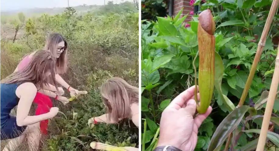 कम्बोडियामा पुरुषको यौनांग जस्तै फूल टिपेको भिडियो भाइरल भएपछि विरुवा नै लोप हुने विज्ञकाे चिन्ता