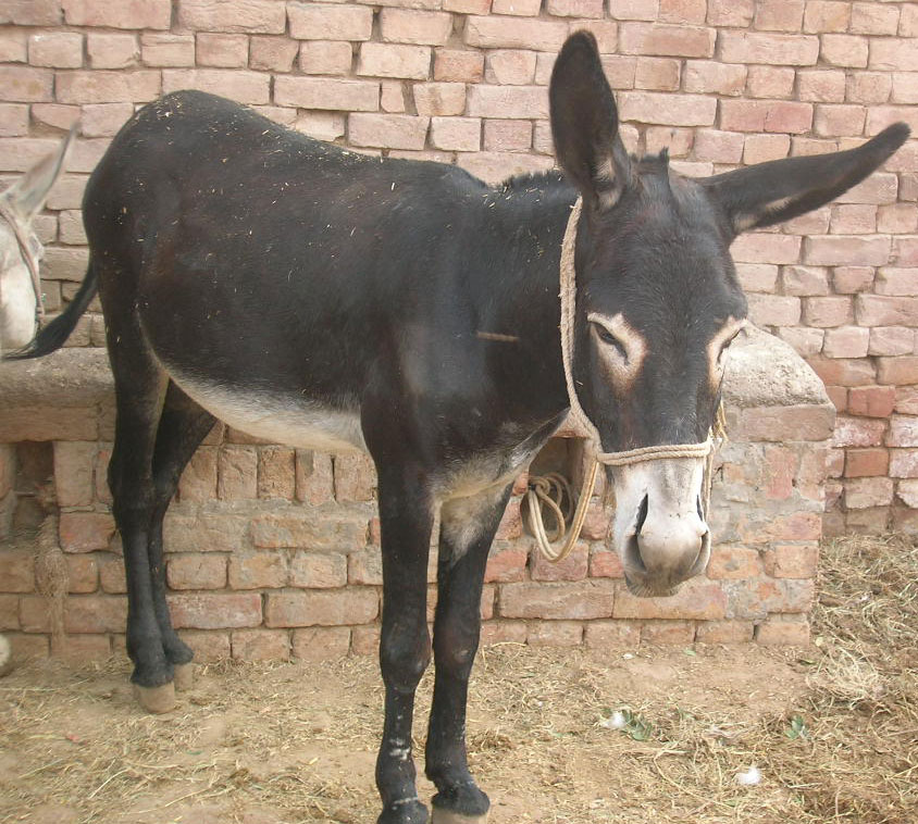 गधा दिवस मनाइदै