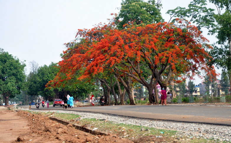 गुलमोहरले सजिएका वीरेन्द्रनगर