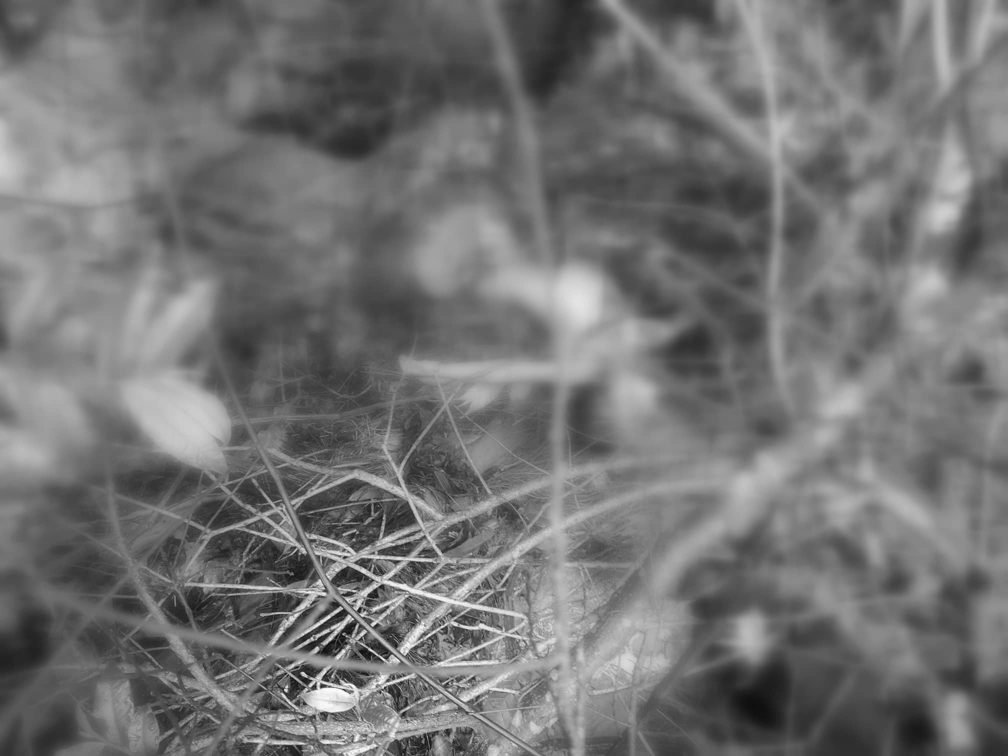 डडेल्धुरामा खोलाले बगाउँदा विद्यालयबाट फर्किएका एक बालकको मृत्यु