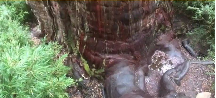 चिलीमा फेला पर्‍यो ५ हजार वर्ष पुरानो रुख