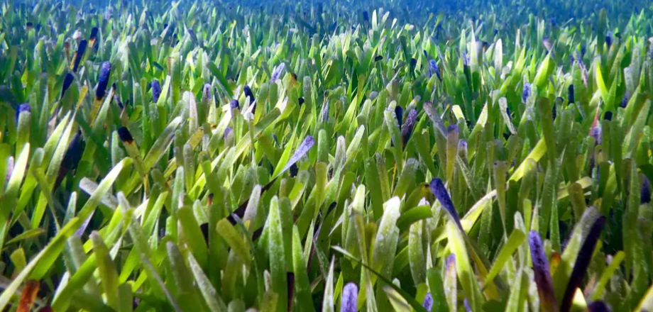 विश्वको सबैभन्दा ठूलो बिरुवा अस्ट्रेलियाको तटमा फेला