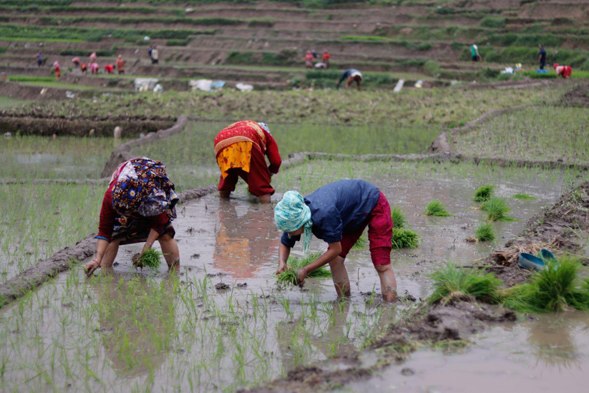 खाेकनावासी लाई राेपाइँकाे चटाराे ( फाेटाेफिचर)