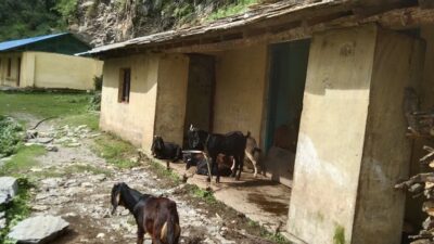 विद्यालयको क्यान्टिन बाख्राको खोर