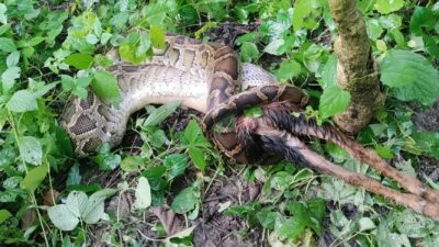 अजिङ्गरले जिउदै बाख्रा खायो