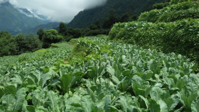 कृषिले आत्मनिर्भरतातर्फ भुस्मे गाउँ