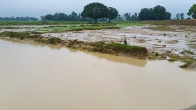 तुरिया खोलाको बाँध फुट्दा सयाैँ बिघा खेत डुबानमा