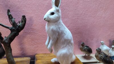 मरेका जीवजन्तुबाट आकर्षक कलाकृति